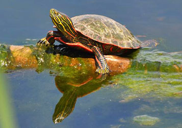 painted turtle graphic